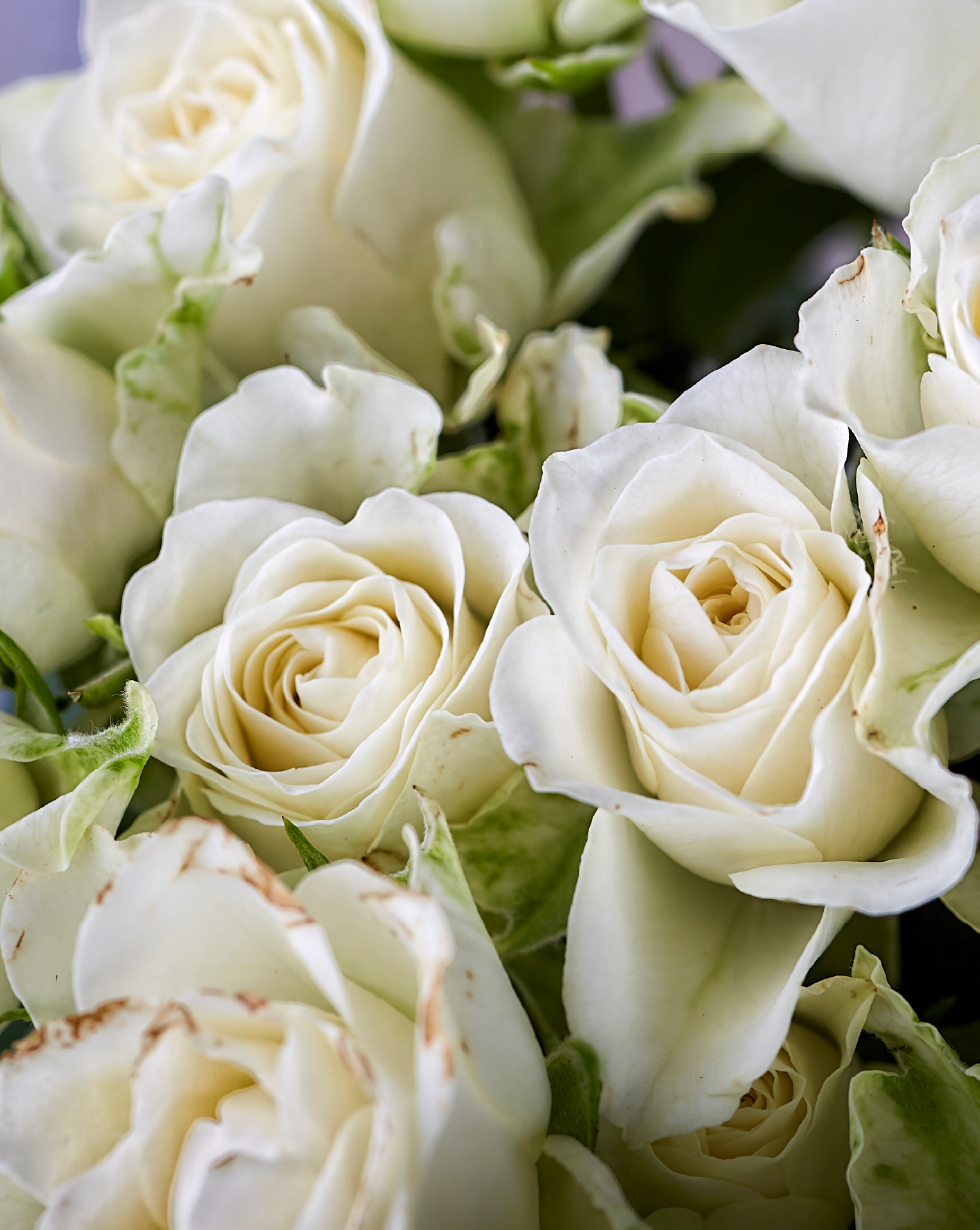 Ramo de rosas blancas